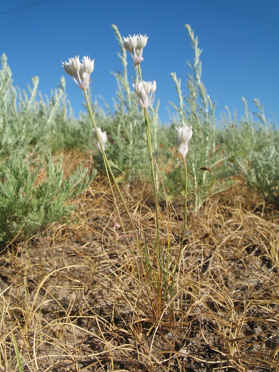 Image of Allium parvulum specimen.