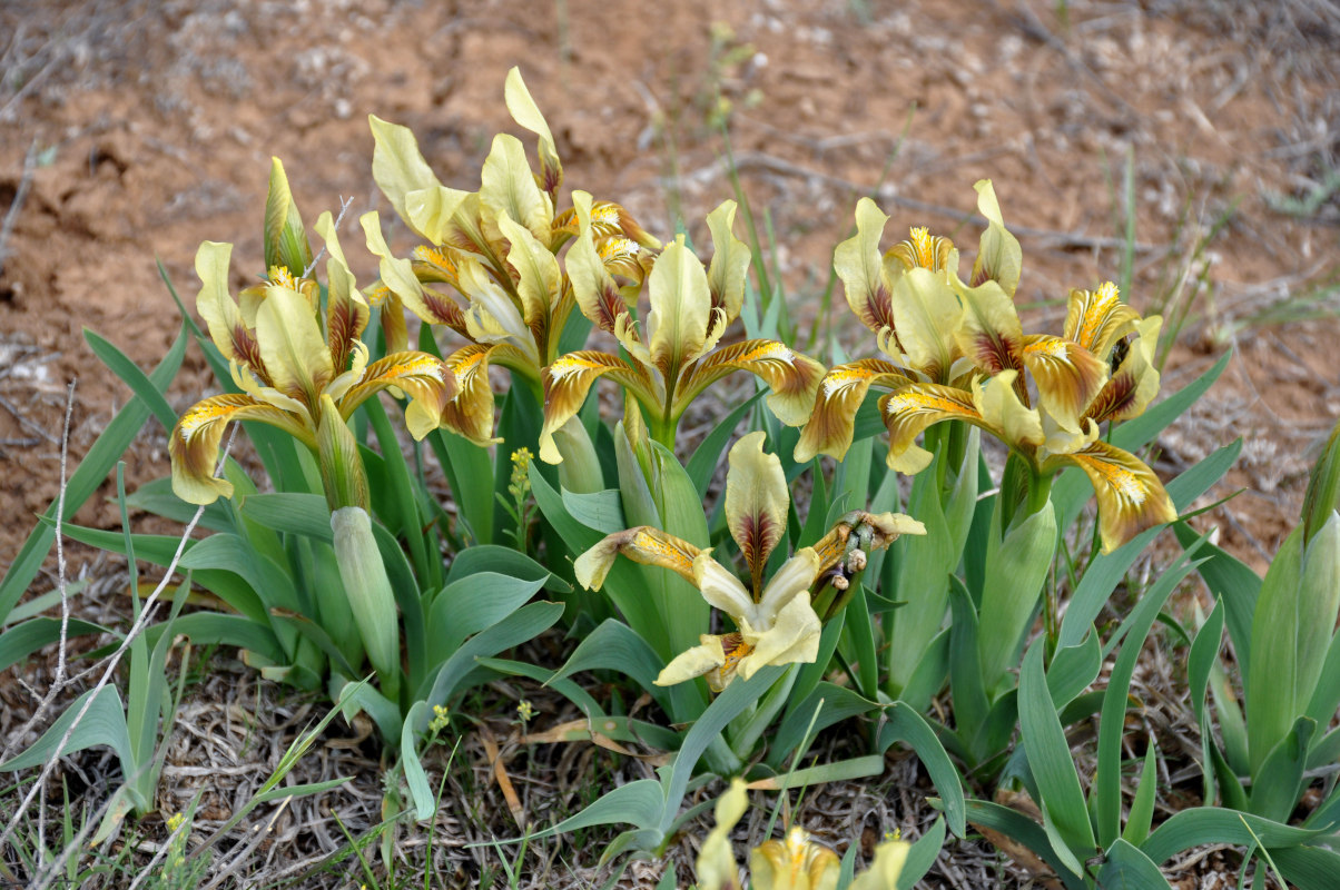 Image of Iris scariosa specimen.