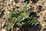 Astragalus tribuloides