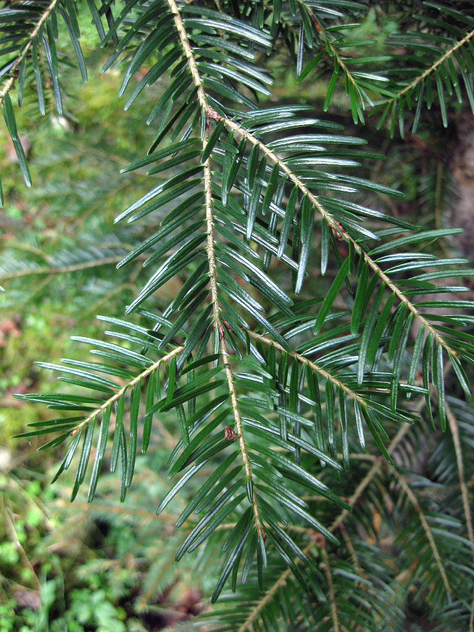 Image of Abies alba specimen.