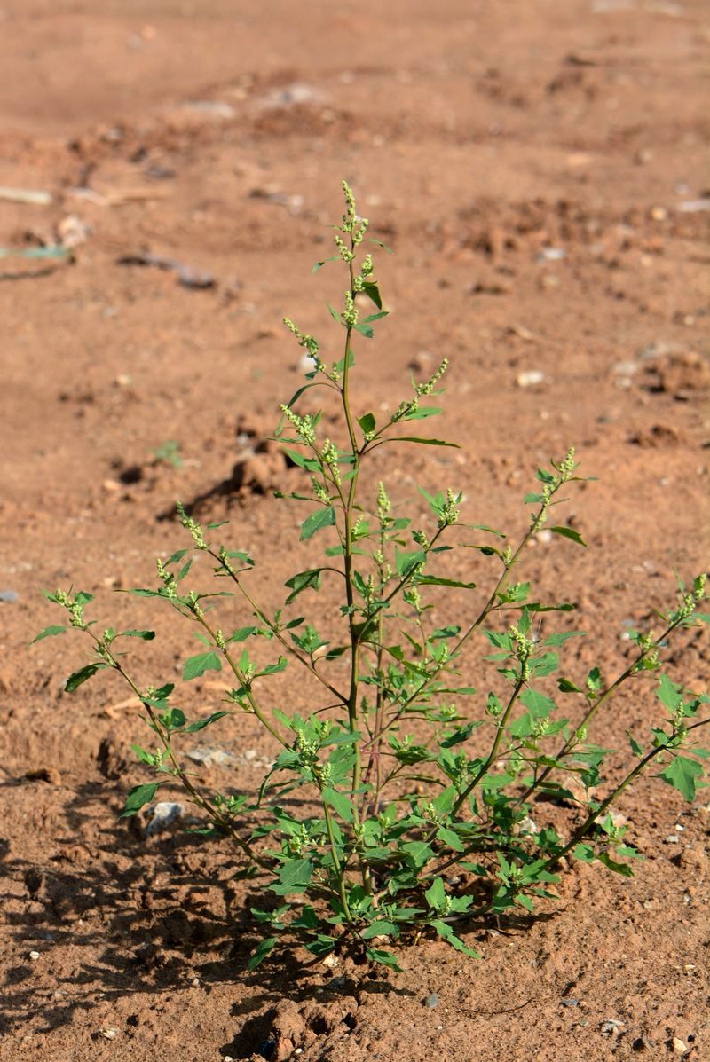 Image of Chenopodium acerifolium specimen.