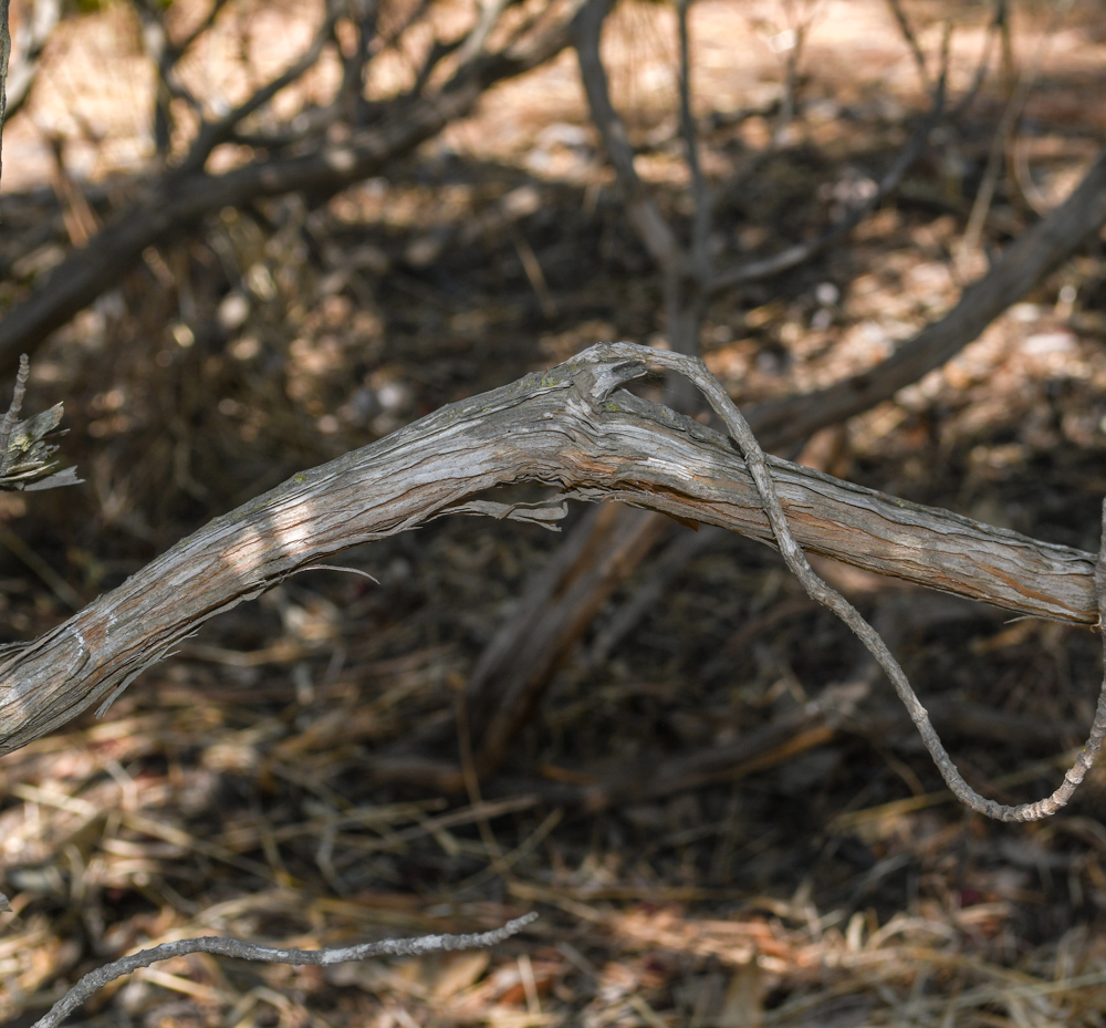 Image of Eriogonum giganteum specimen.