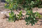 Ceratonia siliqua. Верхушка ветки. Израиль, национальный парк \"Бейт Гуврин\". 19.10.2019.