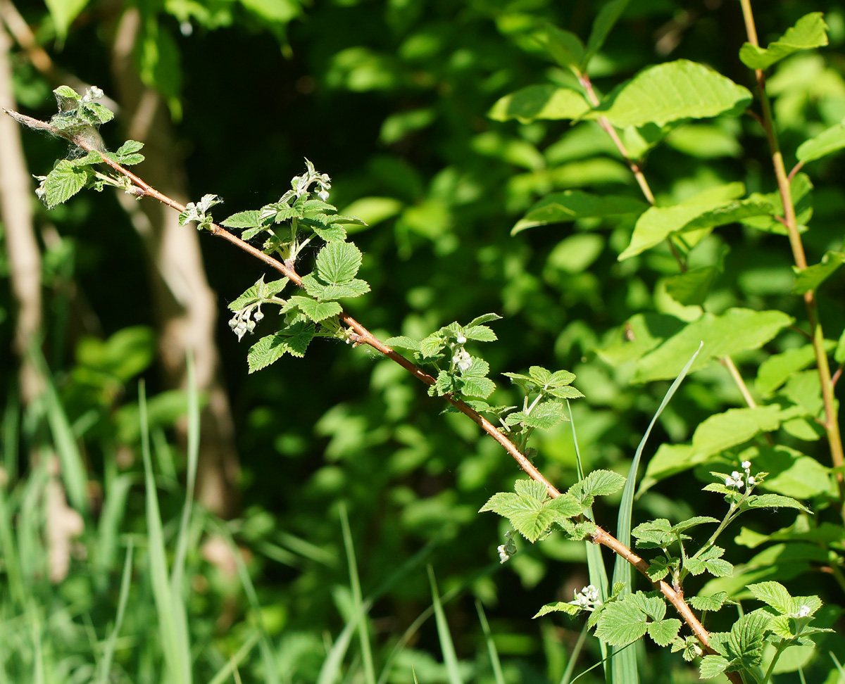 Image of Rubus idaeus specimen.