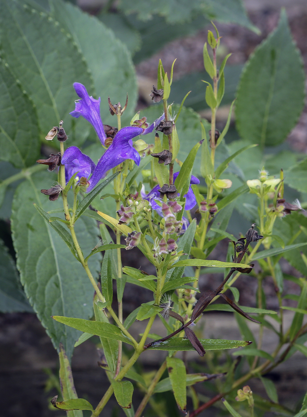 Изображение особи Scutellaria baicalensis.