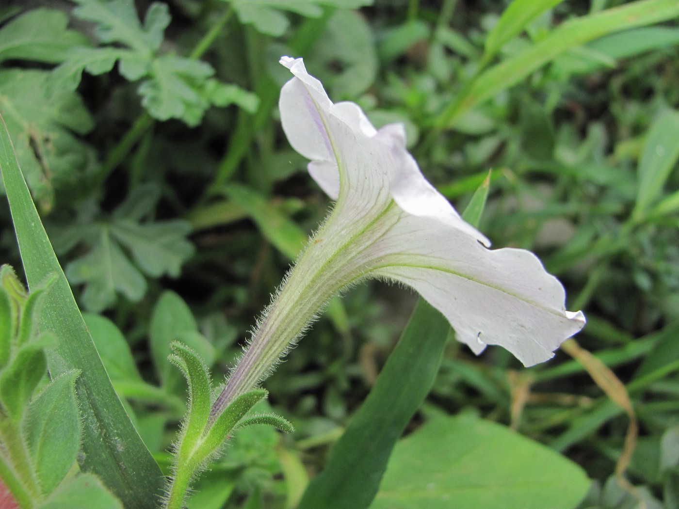 Изображение особи Petunia &times; hybrida.