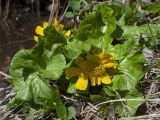 Caltha polypetala