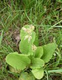 Primula macrocalyx