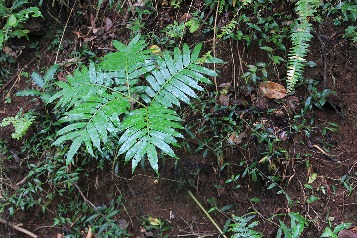 Image of class Polypodiopsida specimen.