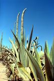 genus Agave. растения с развивающимися цветоносами. Эфиопия, провинция Амхара, аураджа Бахр-Дар, национальный парк \"Blue Nile Falls\". 13.02.2006.