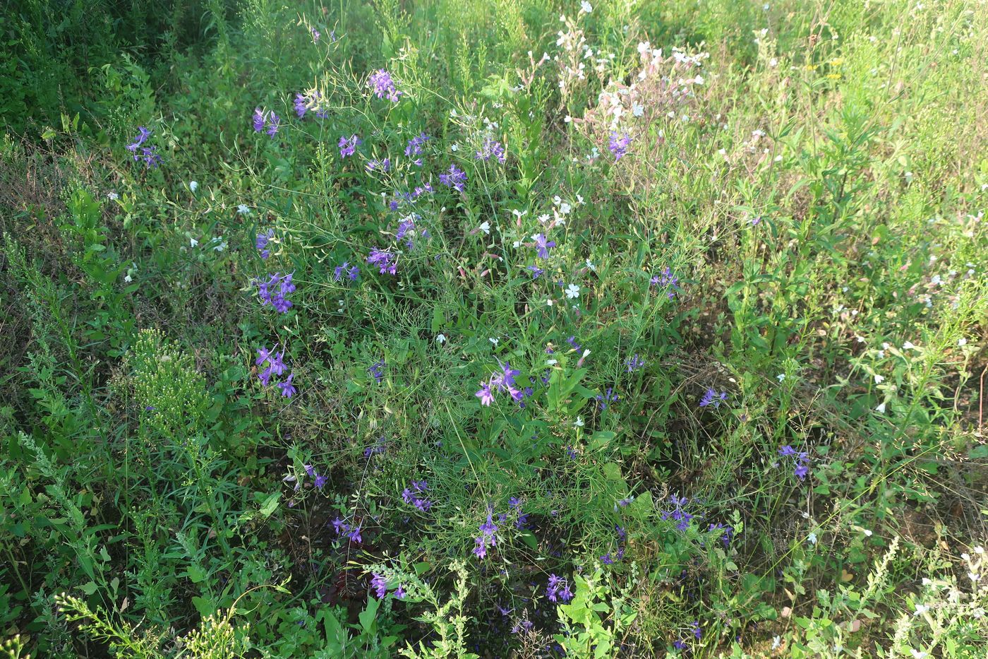 Изображение особи Delphinium consolida.