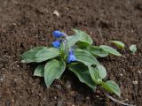 Mertensia pubescens. Цветущее и вегетирующие растения на осыпи. Камчатский край, Елизовский р-н, природный парк \"Вулканы Камчатки\", южный участок, кластер \"Налычевский\", окр. кордона Таловский, подножие вулкана Дзензур. 23.08.2022.