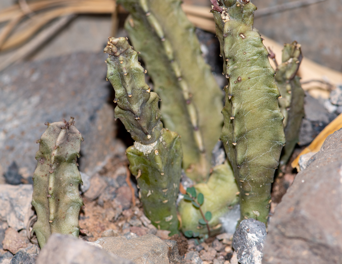 Изображение особи Apteranthes burchardii.