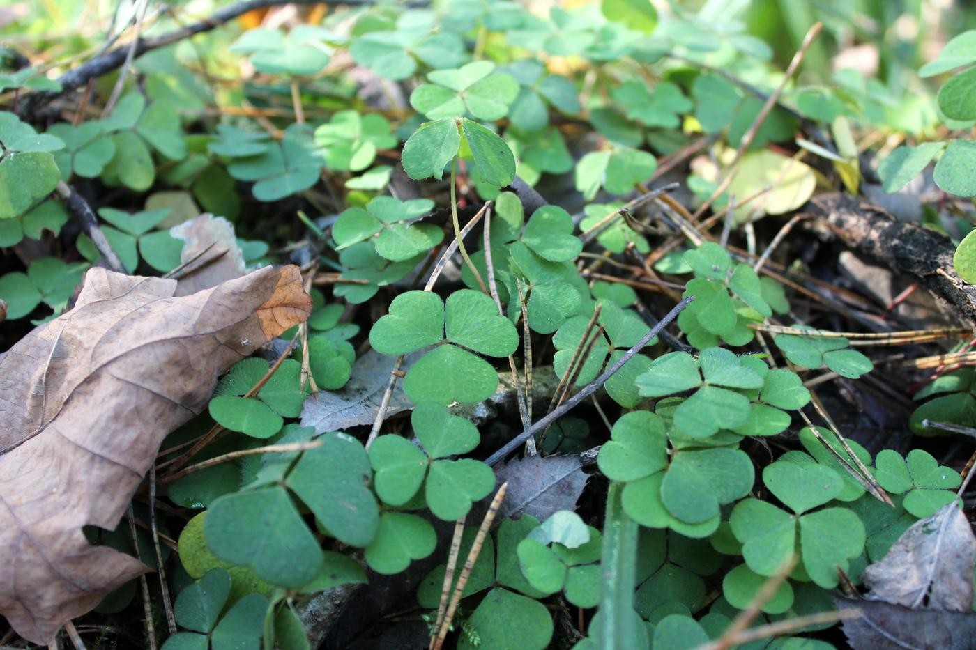 Изображение особи Oxalis acetosella.