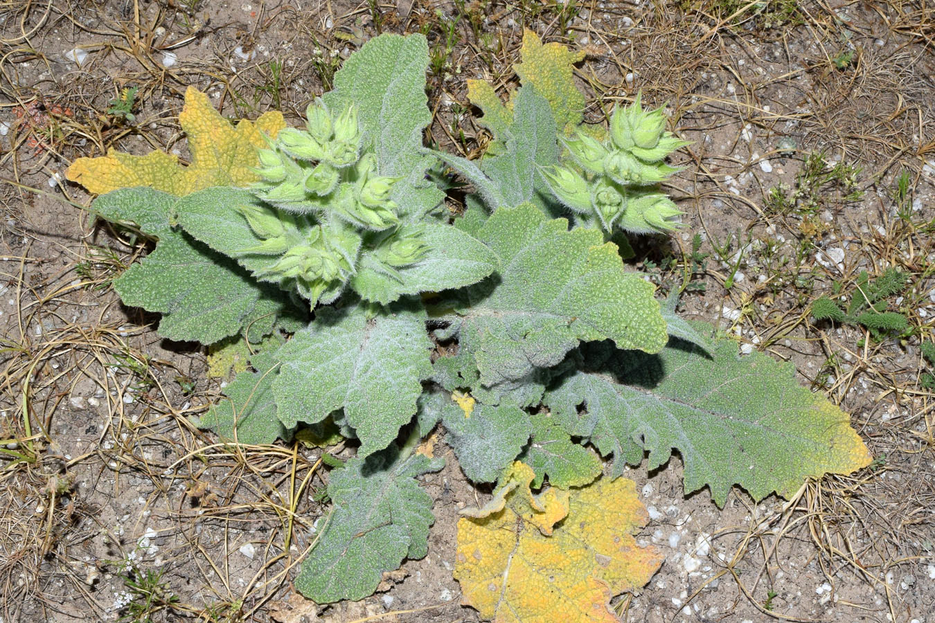 Image of Phlomoides labiosa specimen.