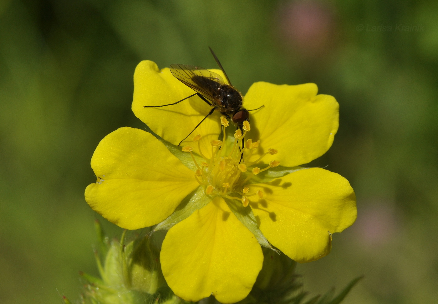 Изображение особи Potentilla chinensis.