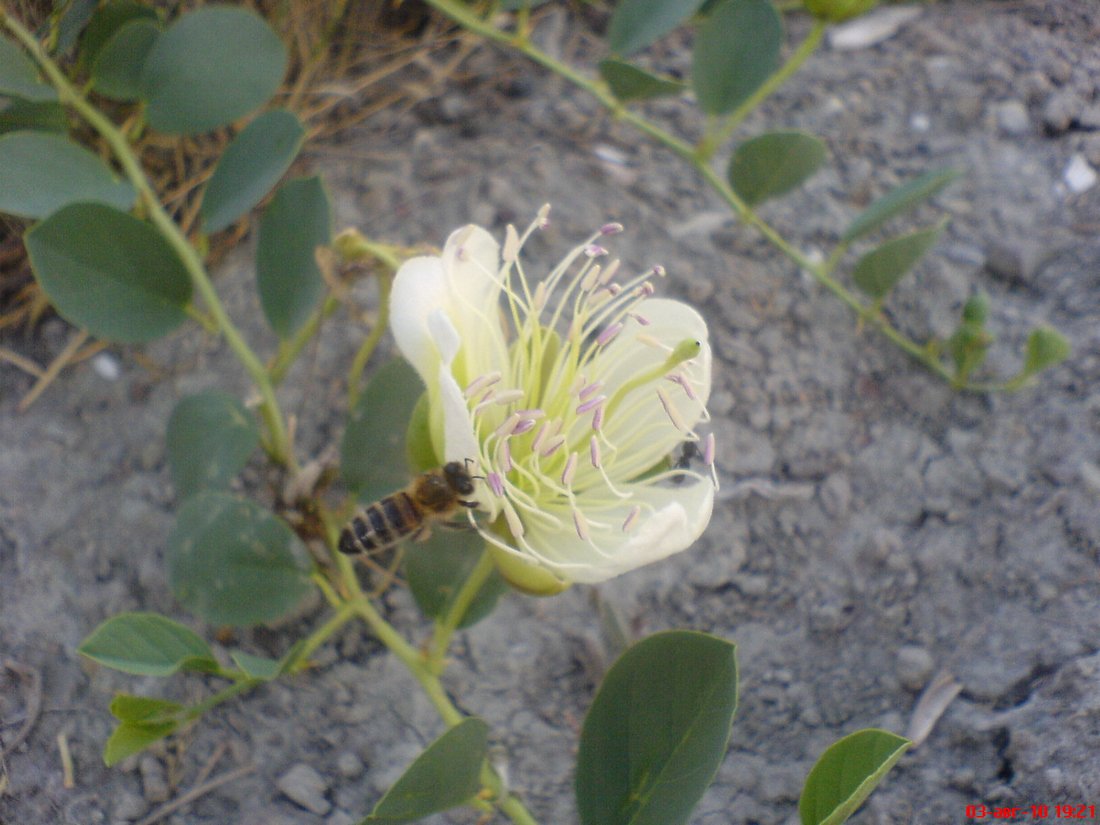 Image of Capparis herbacea specimen.