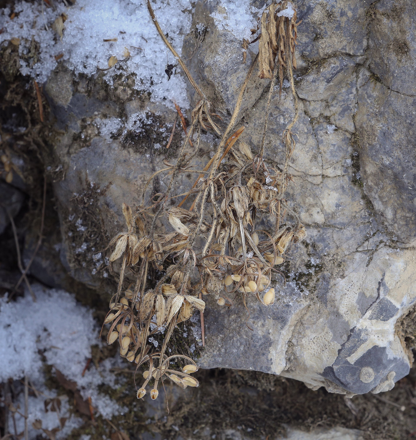 Image of genus Geranium specimen.