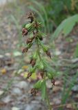 Epipactis helleborine. Соплодие. Ульяновская обл., г. Димитровград, лесопарк \"Дубовая роща\", пойма р. Б. Черемшан, прибрежная дубрава. 17.08.2022.