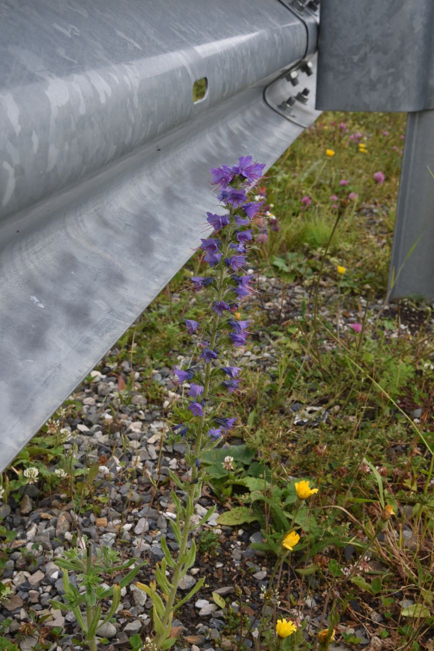 Изображение особи Echium vulgare.