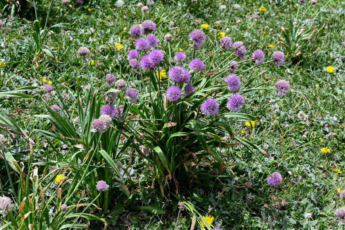 Image of Allium platyspathum specimen.