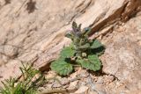 Lallemantia royleana. Цветущее растение (слева внизу цветущий и плодоносящий Leptaleum filifolium). Узбекистан, Каракалпакия, хр. Султан-Уиздаг, щебнистый склон. 8 апреля 2023 г.
