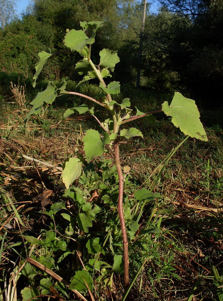 Image of Xanthium orientale specimen.