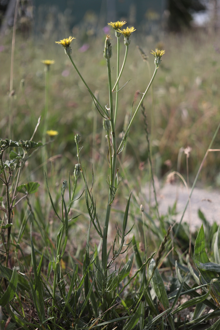 Image of Scorzonera laciniata specimen.