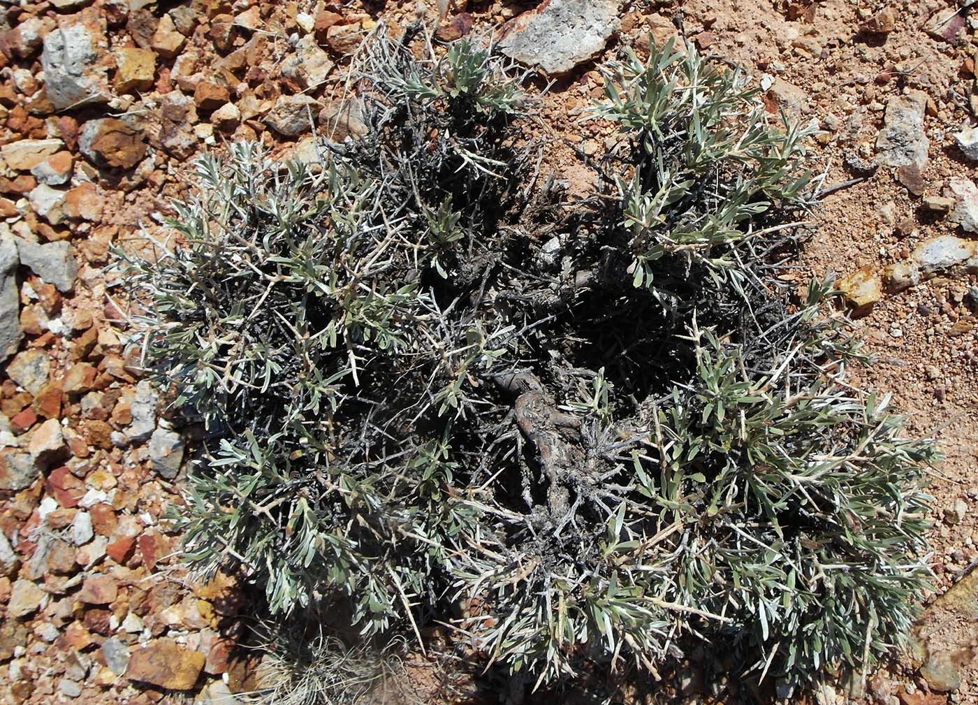 Image of Convolvulus tragacanthoides specimen.