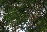 genus Fraxinus. Ветка с соплодиями. Болгария, г. Бургас, Приморский парк, в культуре. 16.09.2021.