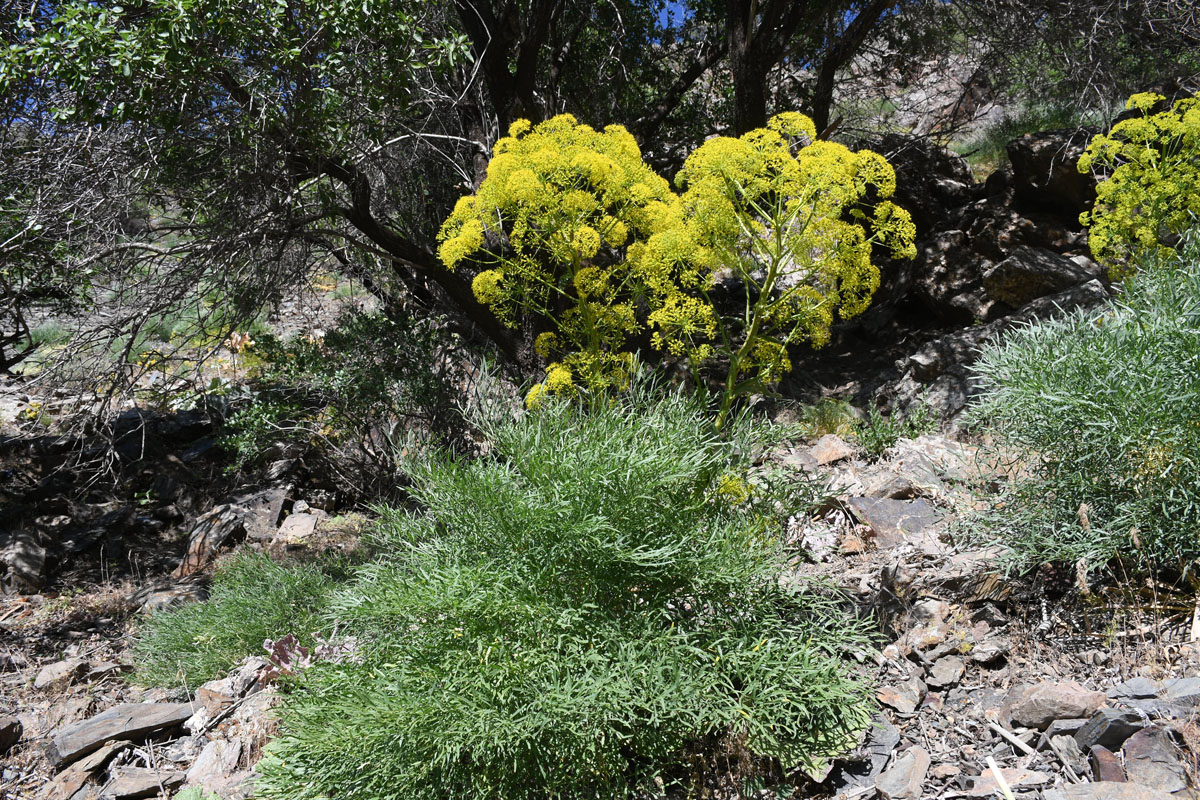 Image of Ferula penninervis specimen.