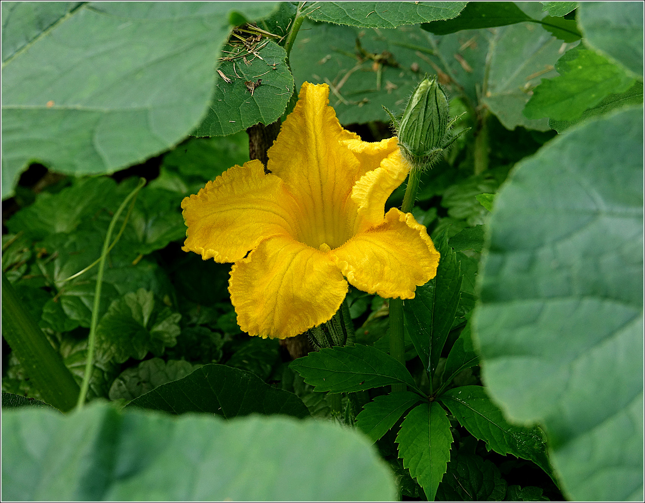 Image of Cucurbita maxima specimen.