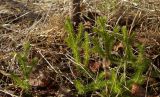 Lycopodium clavatum. Вегетирующее растение. Бурятия, Кабанский р-н, территория визит-центра \"Омулёвый\". 22.05.2023.