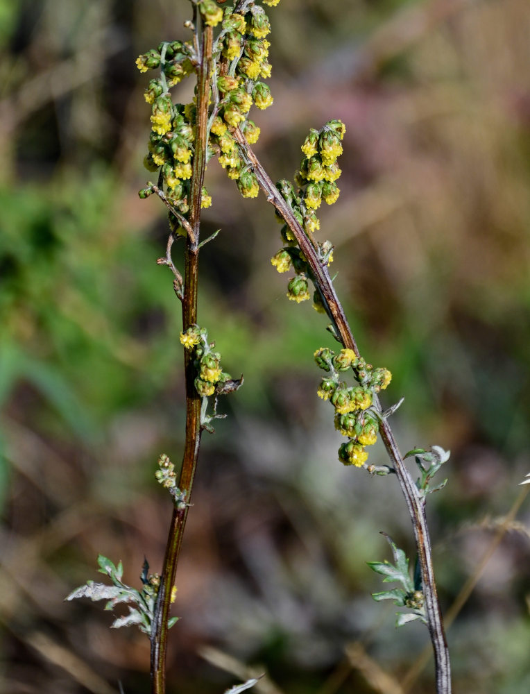 Image of Artemisia armeniaca specimen.