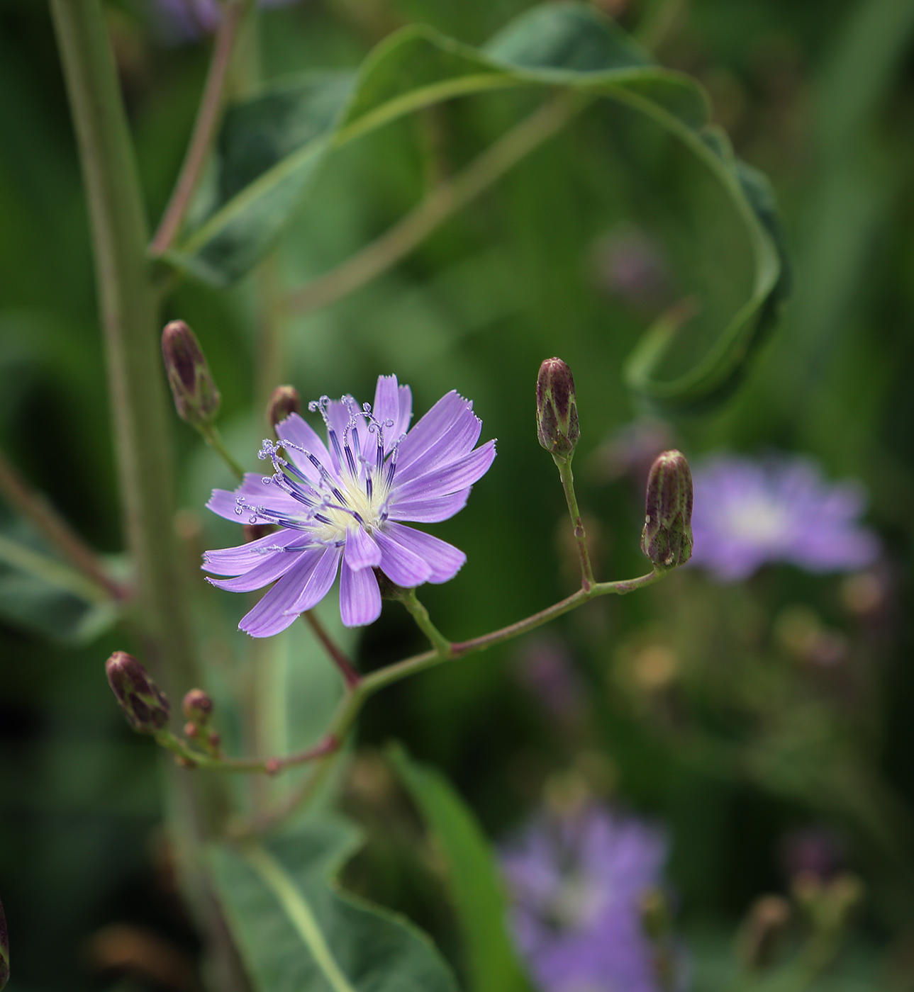 Изображение особи Lactuca tatarica.