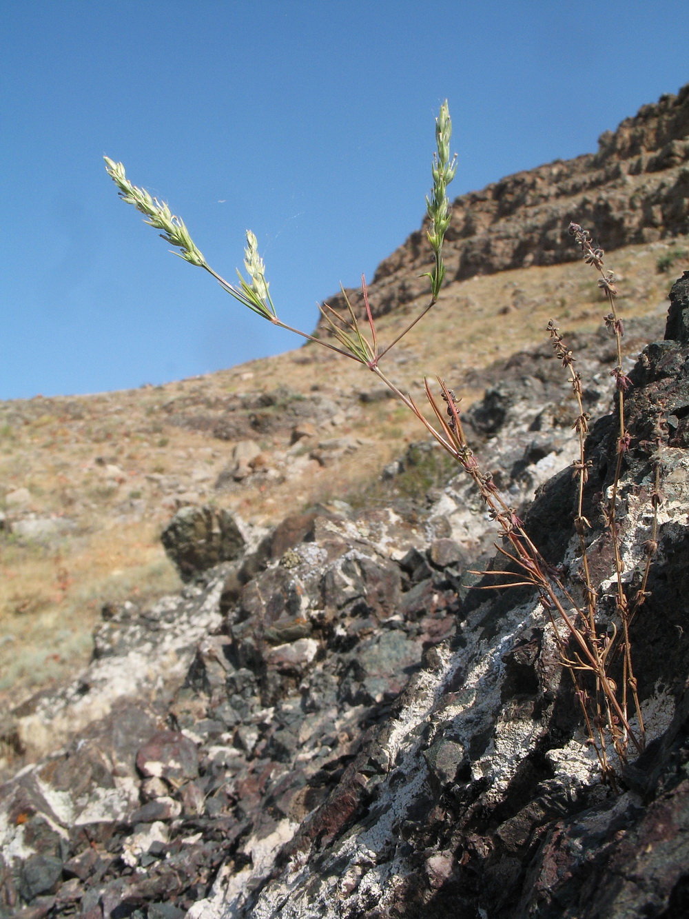 Image of Crucianella exasperata specimen.