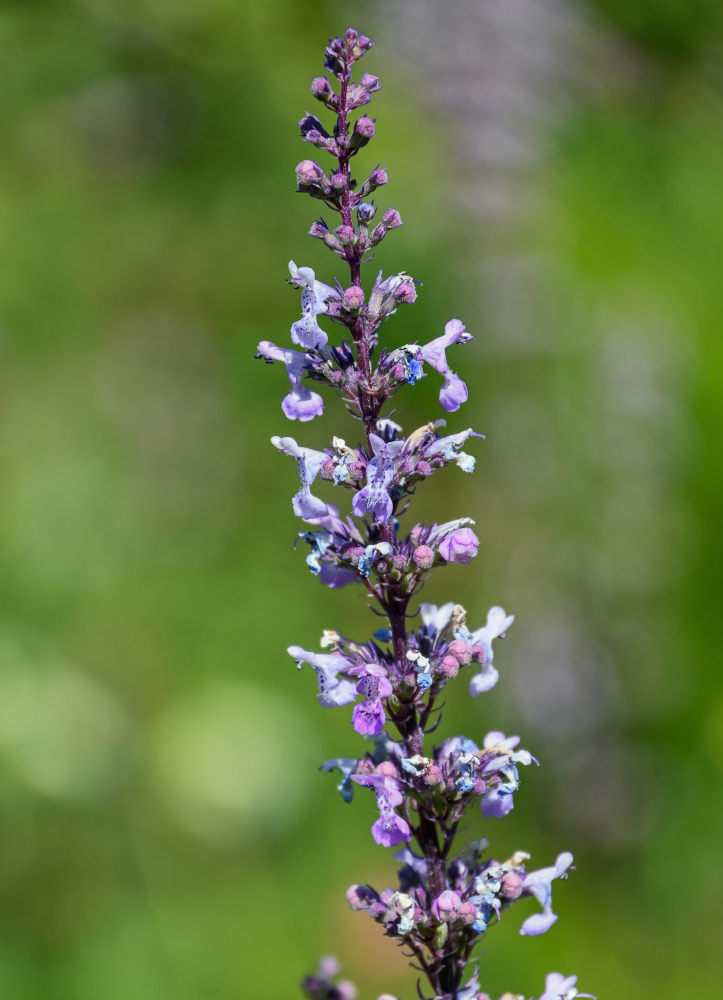 Image of Nepeta nuda specimen.