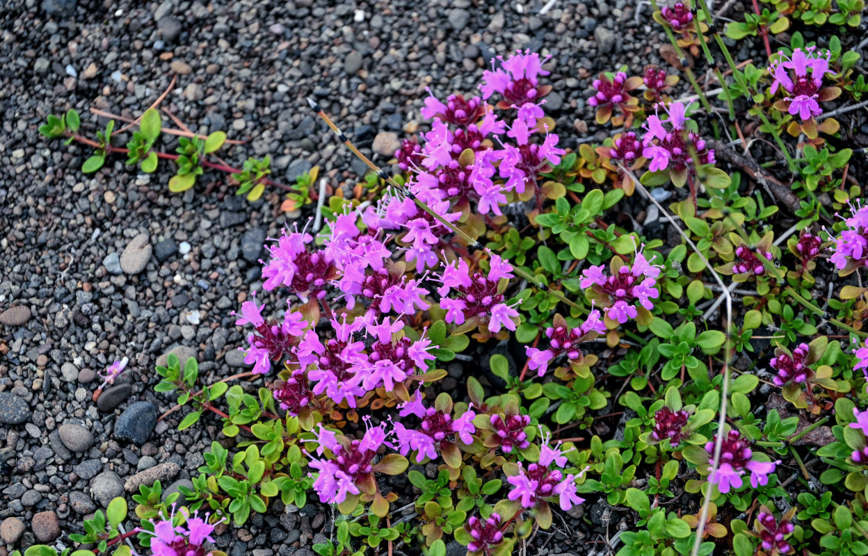 Image of genus Thymus specimen.