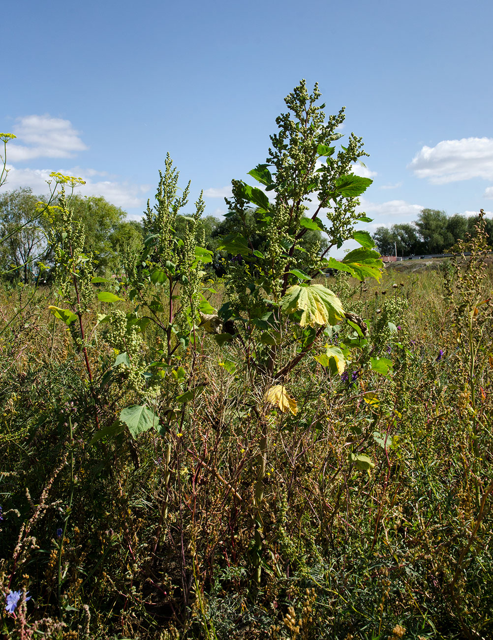 Image of Cyclachaena xanthiifolia specimen.