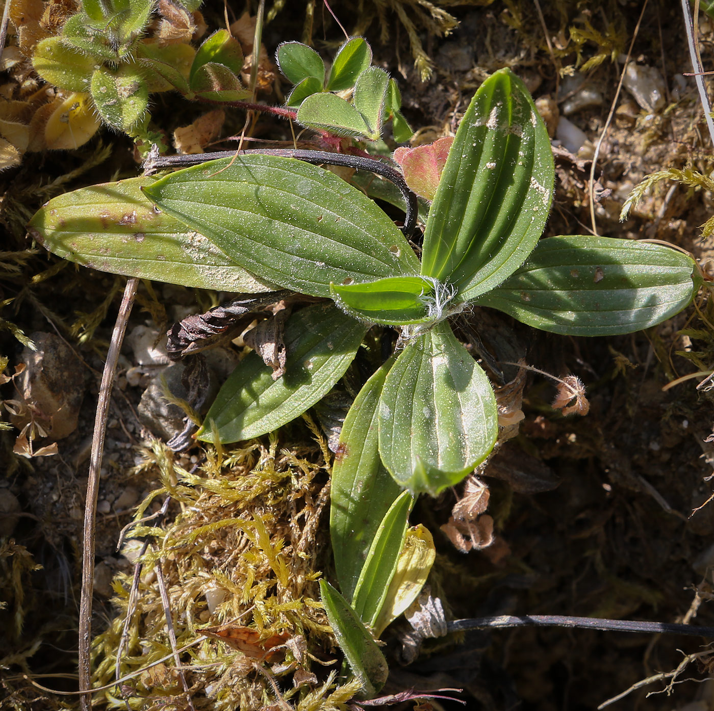 Изображение особи род Plantago.