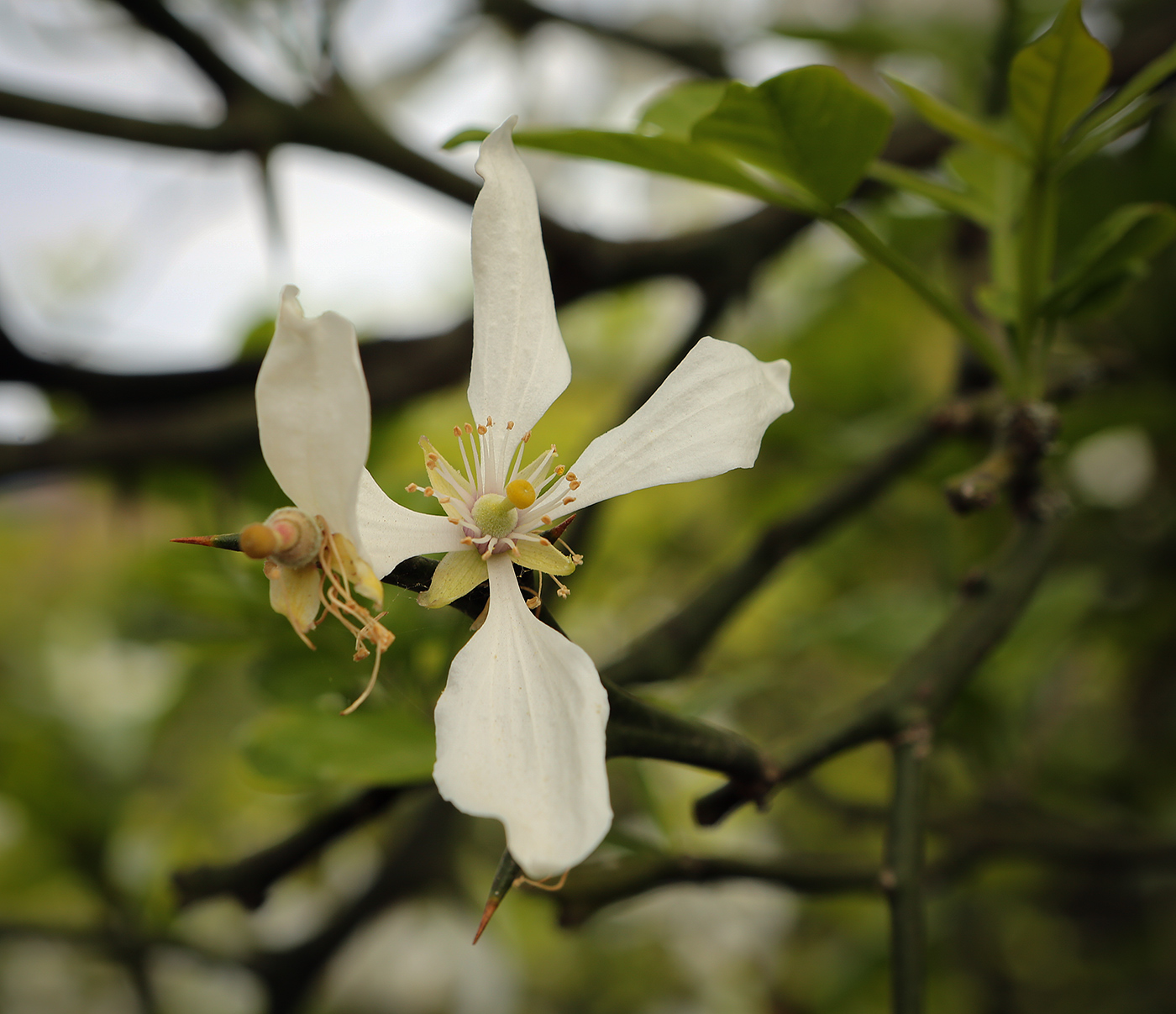 Изображение особи Poncirus trifoliata.