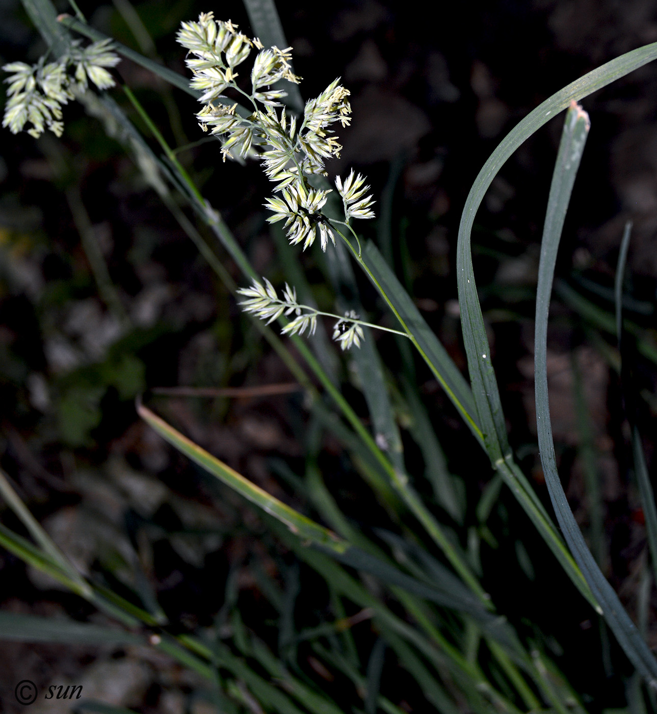 Изображение особи Dactylis glomerata.