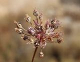 Allium moschatum. Соцветие с завязавшимися плодами. Крым, Казантип, степь на каменистом склоне. 06.09.2022.