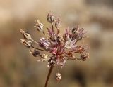 Смотреть изображение Allium moschatum