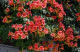 Campsis radicans. Верхушки побегов с соцветиями. Армения, г. Ереван, р-н Эребуни, в культуре. 20.06.2023.