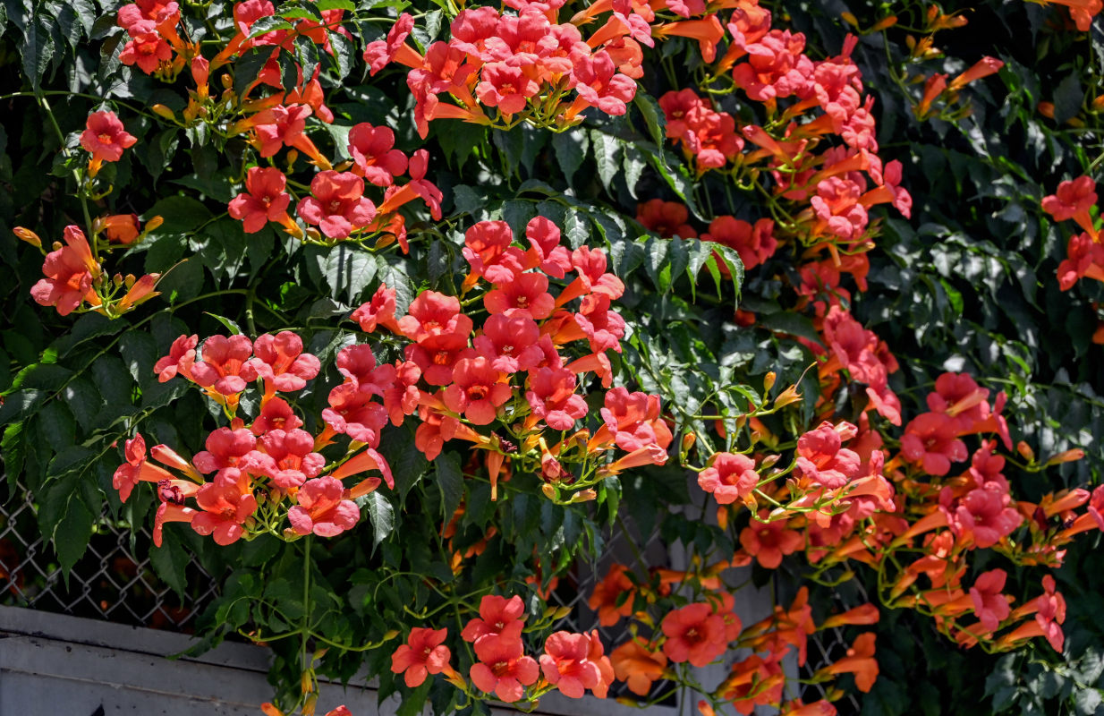 Image of Campsis radicans specimen.