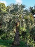 Butia capitata