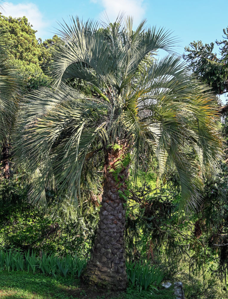 Изображение особи Butia capitata.