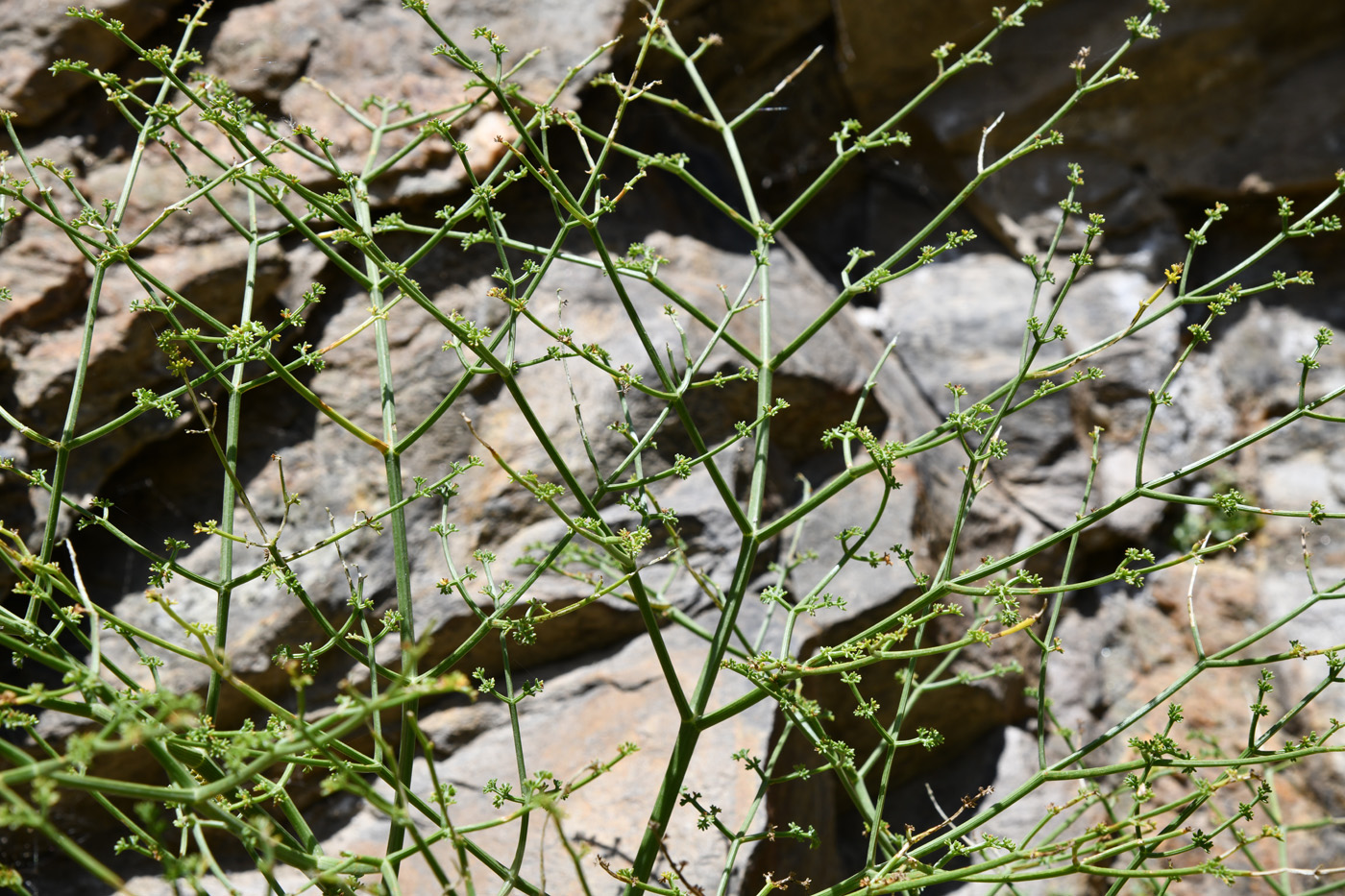 Image of Ferula grigoriewii specimen.