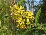 Lysimachia davurica. Верхушка цветущего побега. Хабаровский край, г. Комсомольск-на-Амуре, Силинский лесопарк, зарастающая просека. 30.07.2024.